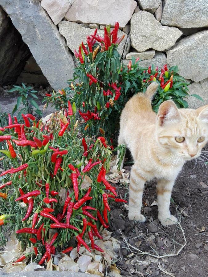 Agriturismo Bonu Suile Silanus Екстер'єр фото